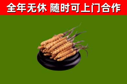 肃州区回收冬虫夏草