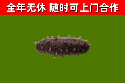 肃州区回收海参干